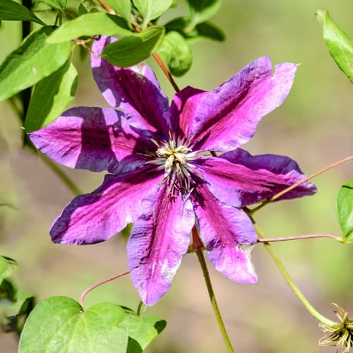 Clematis Akaishi, С2 slika 1 interface.art 5463