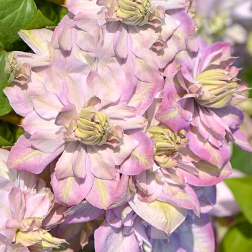 Clematis Anna's Choice, С2 slika 1 interface.art 5464