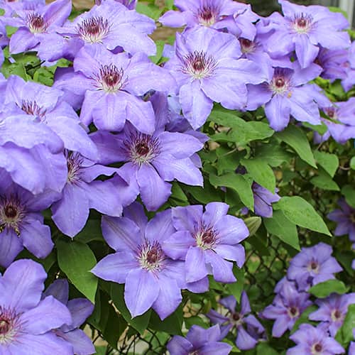 Clematis Blue Cotillion, С2 slika 1 interface.art 5467