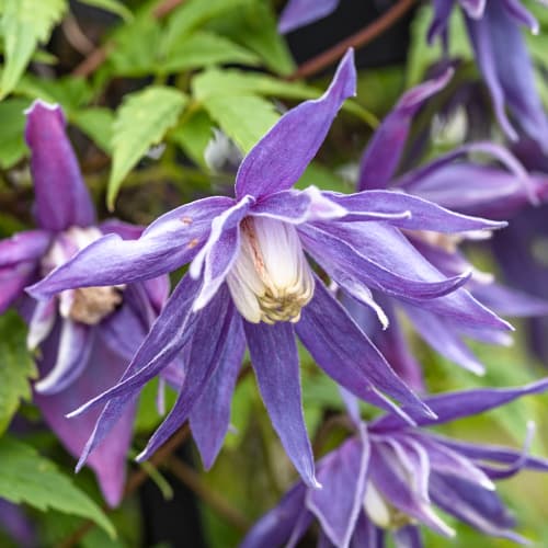 Clematis Blue Surprise, С2 slika 1 interface.art 5468
