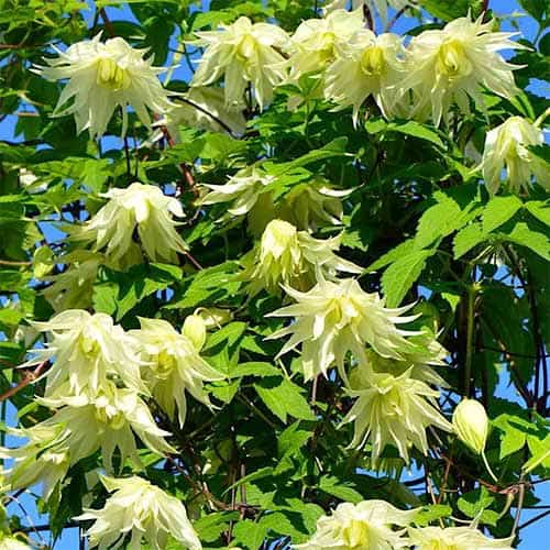 Clematis Golden Dream, С2 slika 1 interface.art 5474
