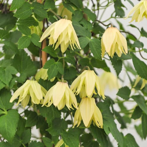 Clematis Golden Surprise, С2 slika 1 interface.art 5475