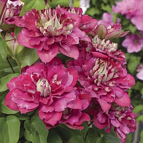 Clematis Hot Kisses, С2 slika 1 interface.art 5476