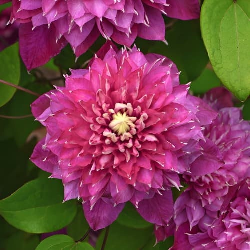 Clematis Hot Love, С2 slika 1 interface.art 5477