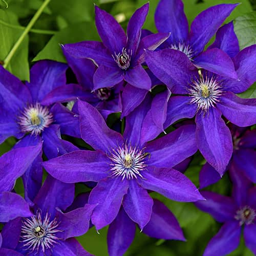 Clematis Lavender Beauty, С2 slika 1 interface.art 5483