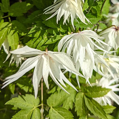 Clematis Lemon Dream, С2 slika 1 interface.art 5484