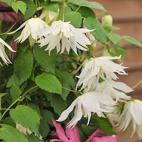 Clematis Luminous® Snow, С2 slika 1 interface.art 5486