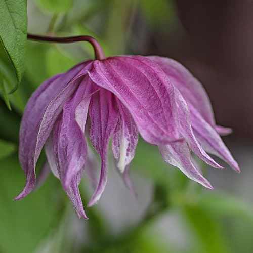 Clematis Purple Dream, С2 slika 1 interface.art 7762