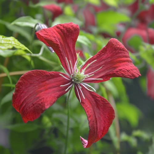 Clematis Strawberry Fields, С2 slika 1 interface.art 7764