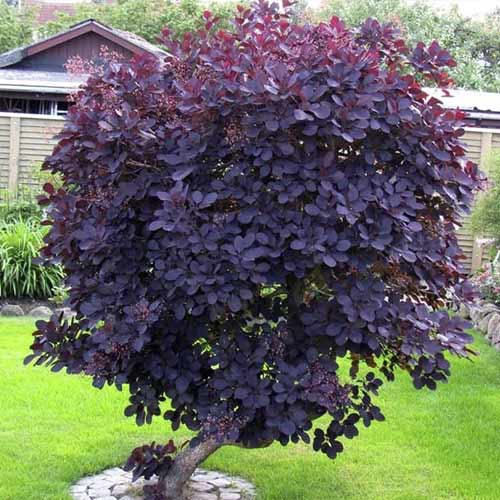 Cotinus coggygria Royal Purple, С3 slika 1 interface.art 7717