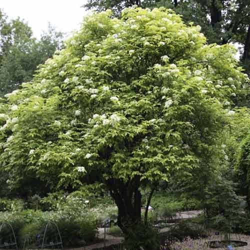 Crna bazga Aurea, С3 slika 1 interface.art 8576