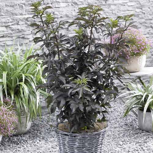 Crna bazga Black Tower PBR, С5 slika 1 interface.art 8577