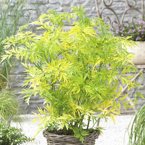 Crna bazga Golden Tower PBR, С3 slika 1 interface.art 8578