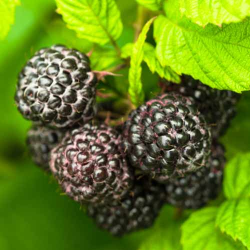 Crna malina Black Jewel, Р9 slika 1 interface.art 7549