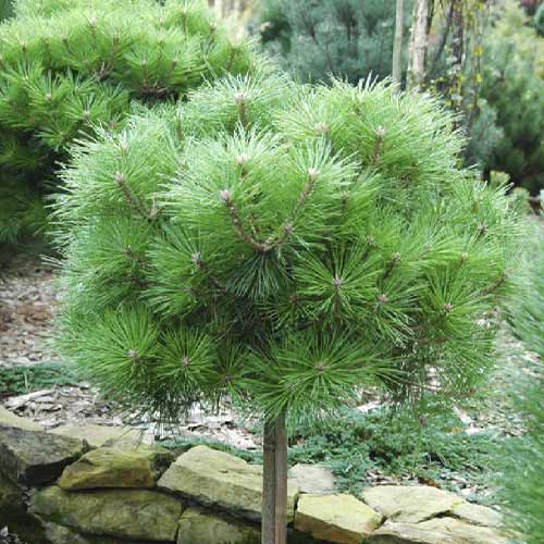 Crni bor Brepo, C5 slika 1 interface.art 8255