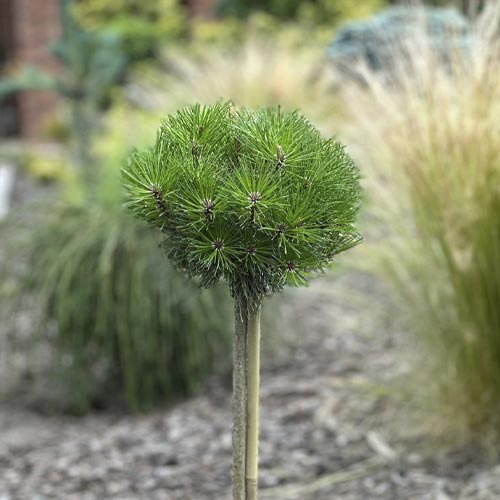 Crni bor Merci PBR, C5 slika 1 interface.art 8256