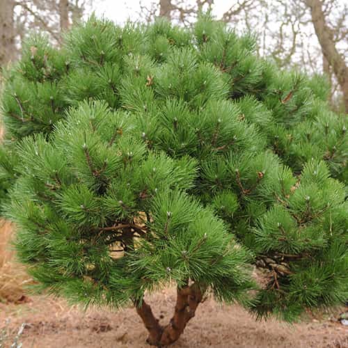 Crni bor, C2 slika 1 interface.art 9689