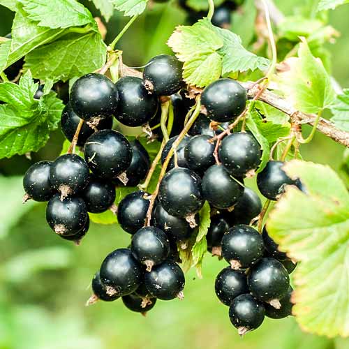 Crni ribiz Big Ben, Р9 slika 1 interface.art 7575