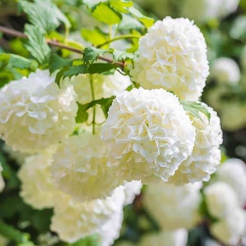 Crvena hudika Roseum, P9 slika 1 interface.art 9048