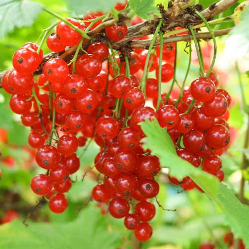 Crveni ribiz Jonkheer van Tet's, Р9 slika 1 interface.art 7601