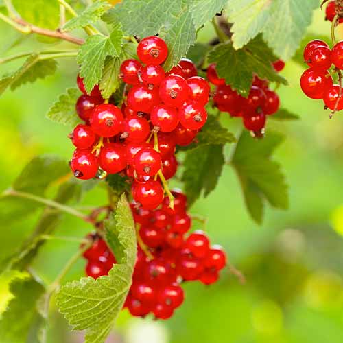 Crveni ribiz Rovada, Р9 slika 1 interface.art 7570