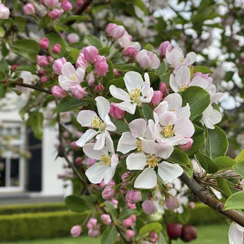 Cvatnja jabuke Red Sentinel, С5 slika 1 interface.art 7724