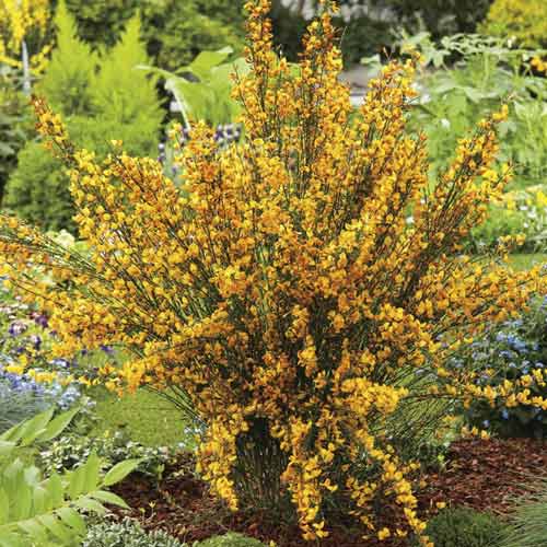 Cytisus Apricot Gem, С2 interface.art interface.photo 1 Cytisus Apricot Gem, С2 slika 1 interface.art 8212