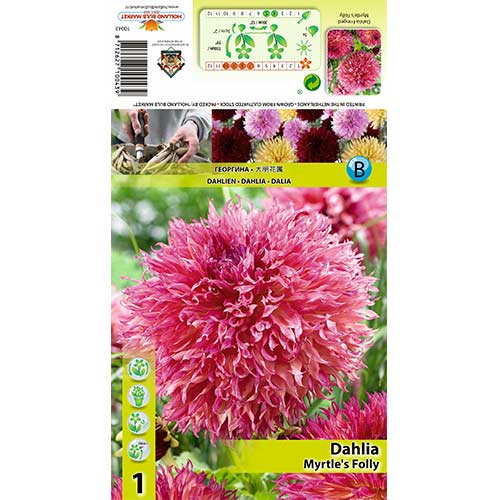 Frezija i ranunculus Butterfly Beauty, mješavina slika 1 interface.art 70482