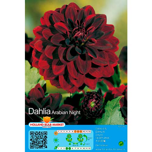 Dalija Arabian Night slika 1 interface.art 76407