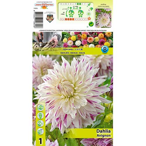 Dalija Avignon slika 1 interface.art 70480