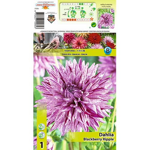 Dalija Blackberry Ripple slika 1 interface.art 70370