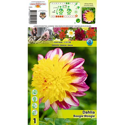 Dalija Boogie Woogie slika 1 interface.art 70371