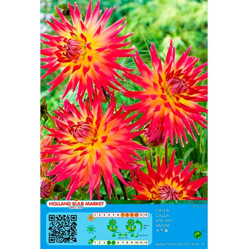 Dalija Bora Bora slika 1 interface.art 76411