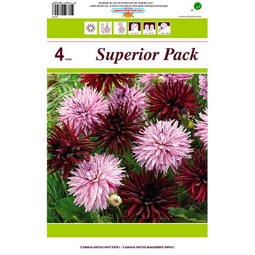 Dalija Cactus Mix slika 1 interface.art 76412