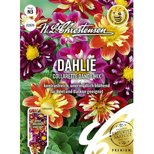 Dalija Collarette Dandy, multicolor mix slika 1 interface.art 87806