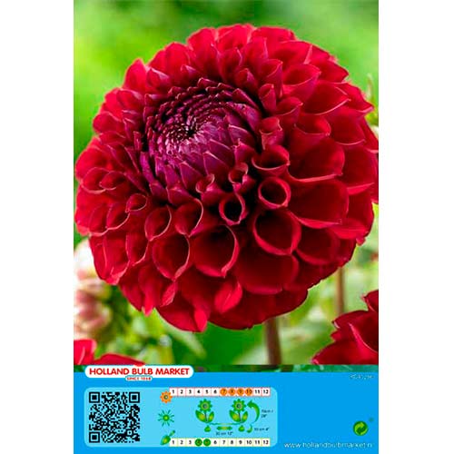 Dalija Dark Spirit slika 1 interface.art 76414