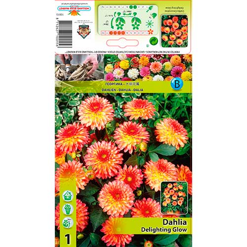 Dalija Delighting Glow slika 1 interface.art 76566