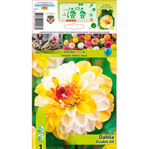 Dalija Double Jill slika 1 interface.art 76563