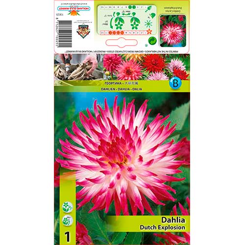 Dalija Dutch Explosion slika 1 interface.art 76206