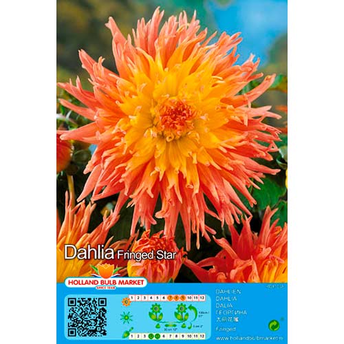 Dalija Fringed Star slika 1 interface.art 76417