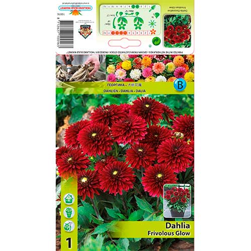 Dalija Frivolous Glow slika 1 interface.art 70372