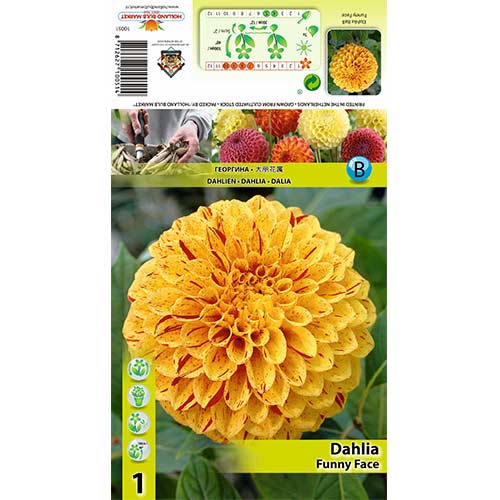 Dalija Funny Face slika 1 interface.art 70483