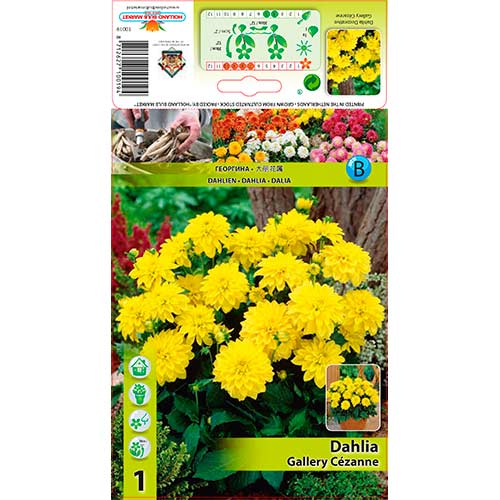 Dalija Gallery Cezanne slika 1 interface.art 76562