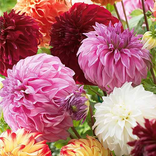 Dalija Giant mix višebojna slika 1 interface.art 76512