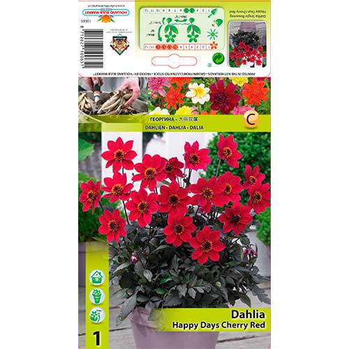 Dalija Happy Days Cherry Red slika 1 interface.art 76210