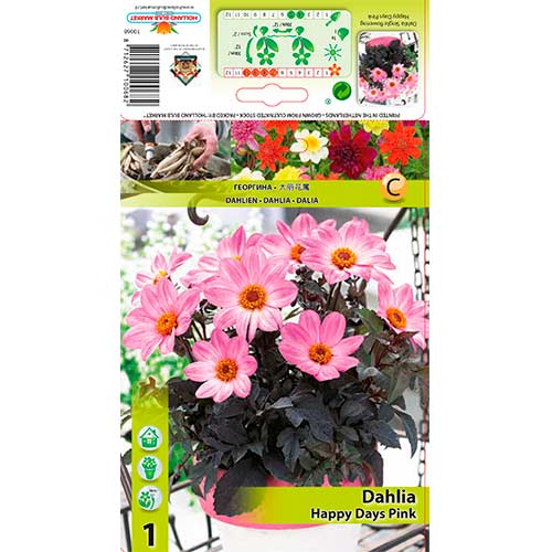 Dalija Happy Days Pink slika 1 interface.art 76212