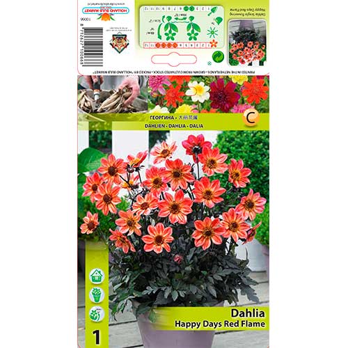 Dalija Happy Days Red Flame slika 1 interface.art 76213