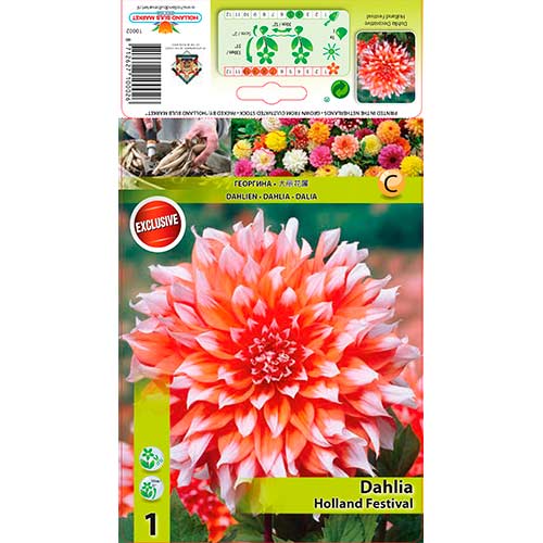 Dalija Holland Festival slika 1 interface.art 76581