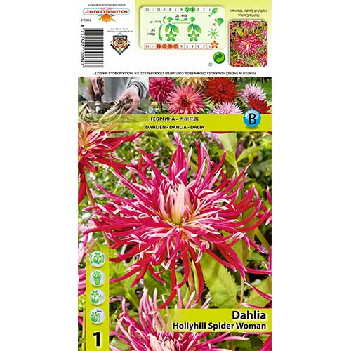 Dalija Hollyhill Spider Woman slika 1 interface.art 70375