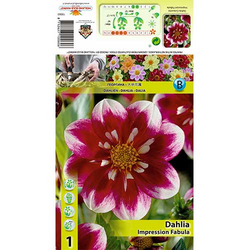 Dalija Impression Fabula slika 1 interface.art 70376